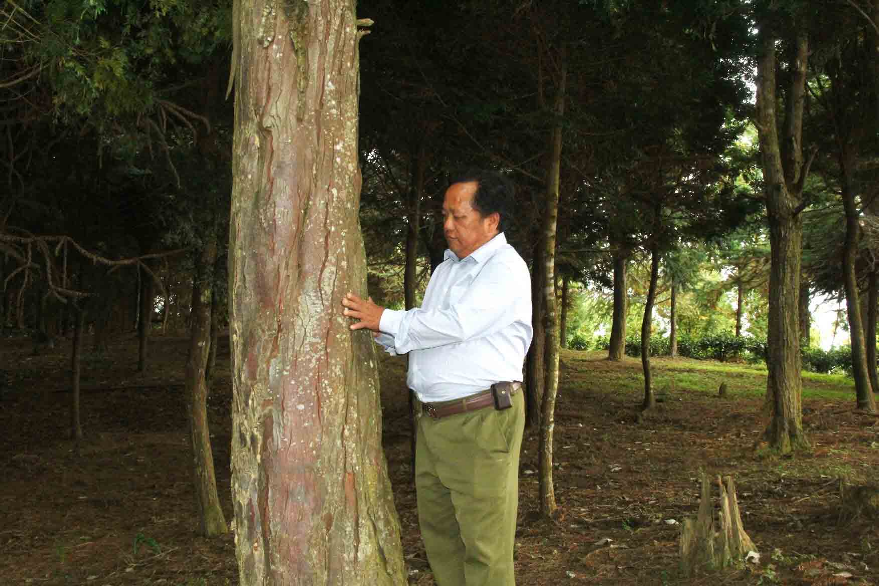 Tái sinh báu vật rừng xanh- Ảnh 3.