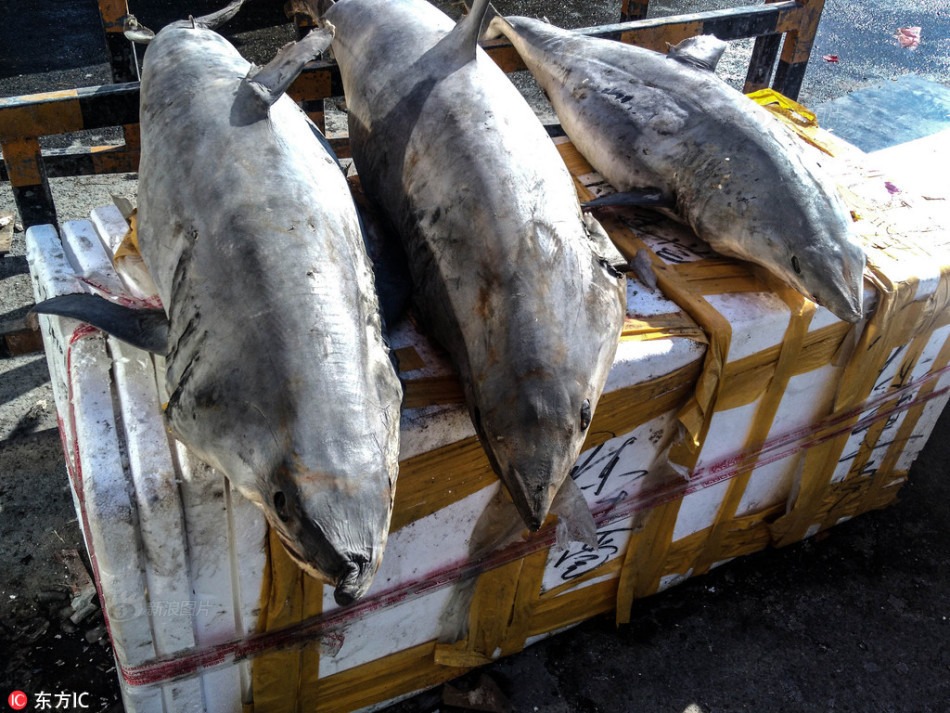 Top 6 loài cá chứa thủy ngân nhiều nhất- Ảnh 3.