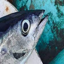 Top 6 loài cá chứa thủy ngân nhiều nhất- Ảnh 5.