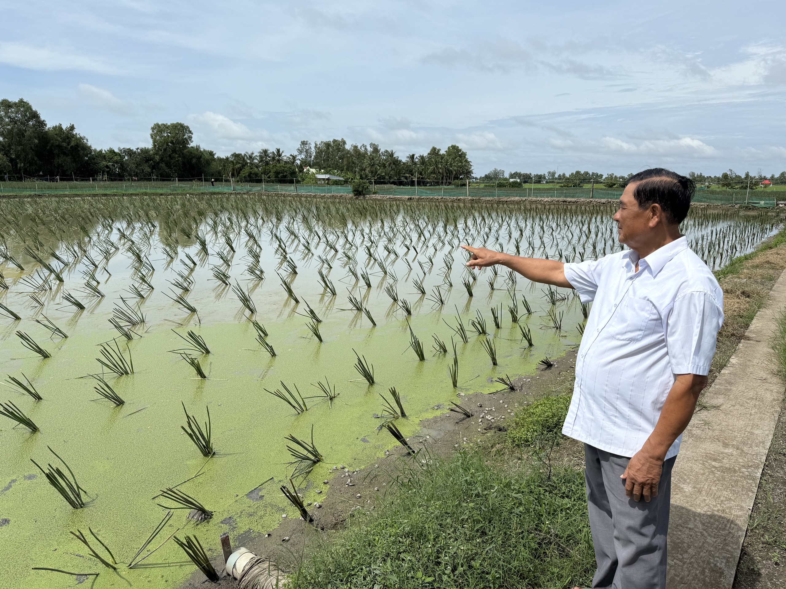 Làm giàu từ 'cỏ dại' ở vùng đất phèn mặn - Ảnh 2.