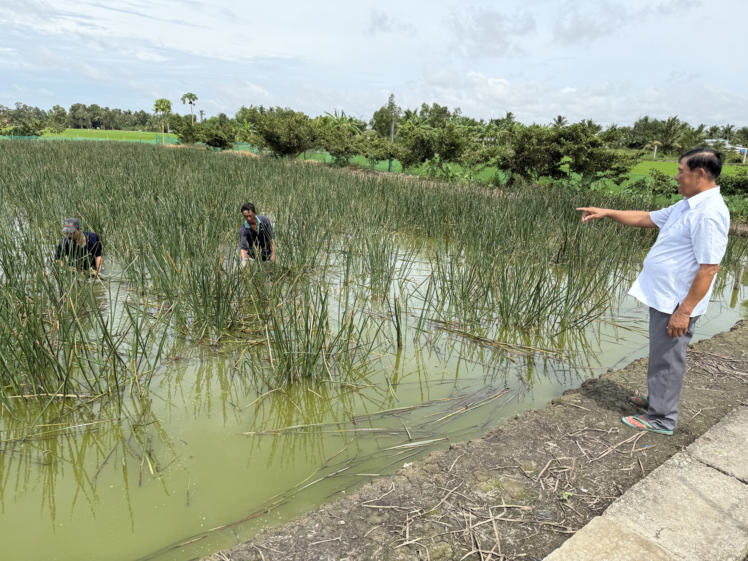 Làm giàu từ 'cỏ dại' ở vùng đất phèn mặn - Ảnh 3.