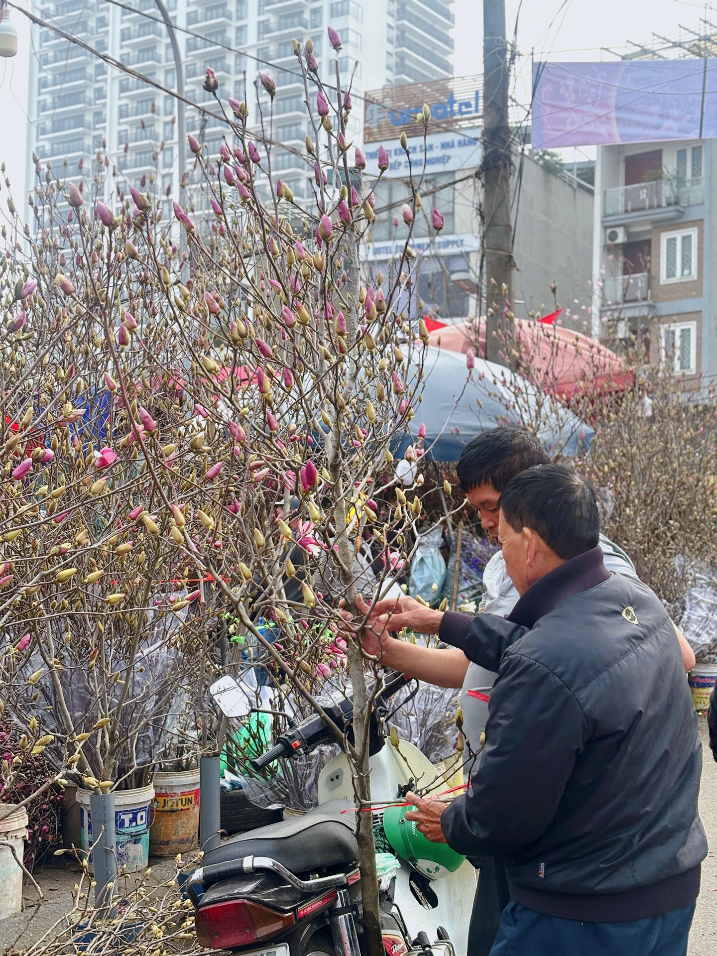 Chợ hoa Quảng Bá năm nay: Một loại hoa mới chiếm sóng, giá lên đến tiền triệu nhưng khách chốt mua chỉ trong nốt nhạc- Ảnh 8.