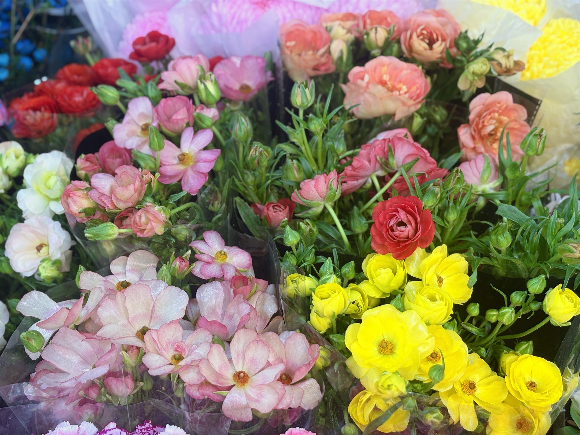 Chợ hoa Quảng Bá năm nay: Một loại hoa mới chiếm sóng, giá lên đến tiền triệu nhưng khách chốt mua chỉ trong nốt nhạc- Ảnh 12.