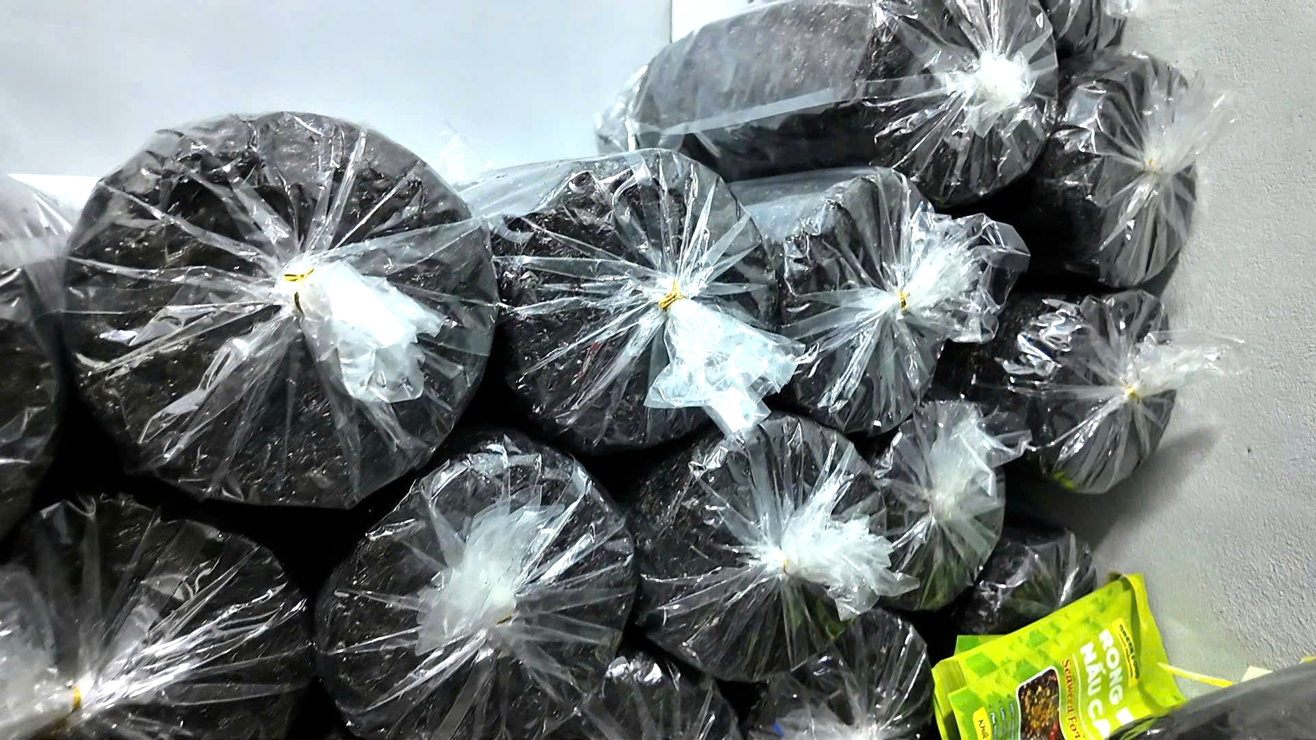 rong biển - Ảnh 2.