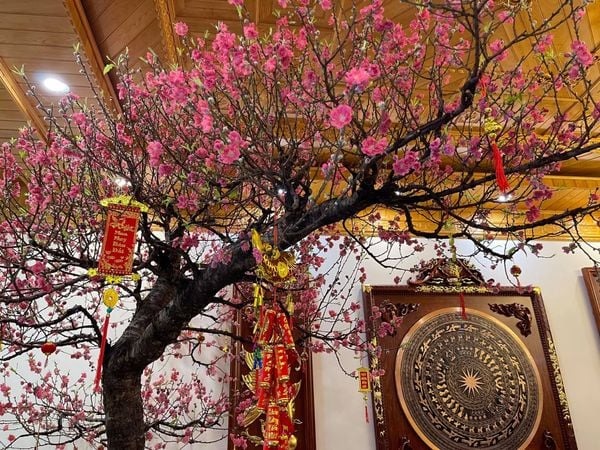 Tết Ngựa 2026: 3 cây nên đặt trong nhà để vạn sự hanh thông, tài lộc không cầu mà tự đắc- Ảnh 3.