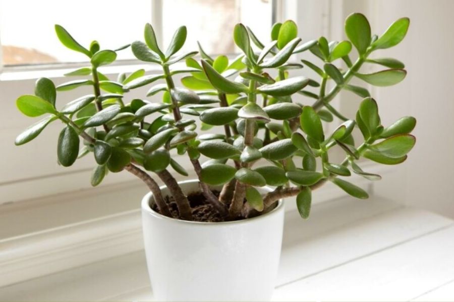 3 loại cây 'giữ của', 'hút' tài lộc nên trồng trong năm Bính Ngọ- Ảnh 2.