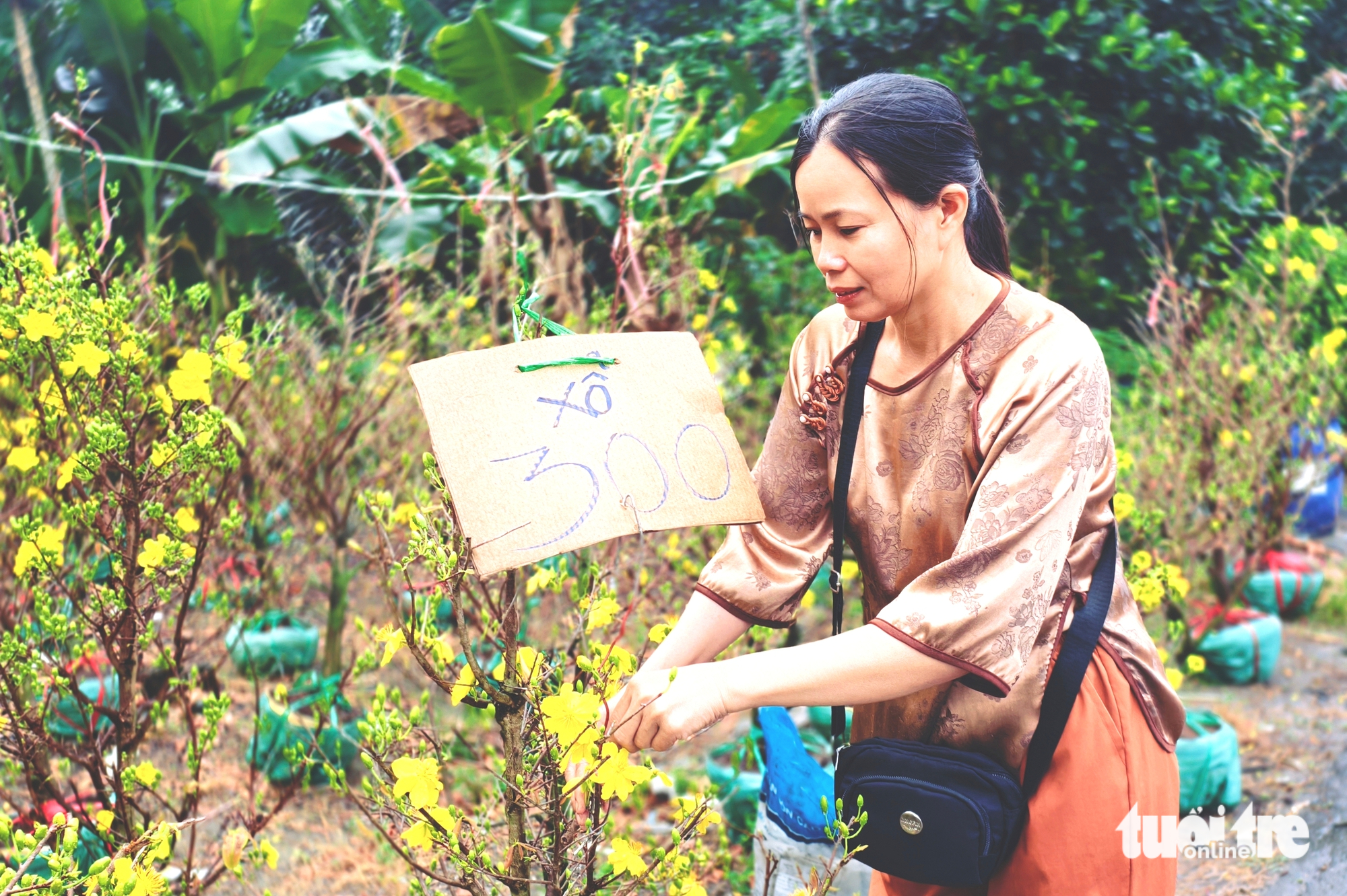 mai vàng - Ảnh 2.