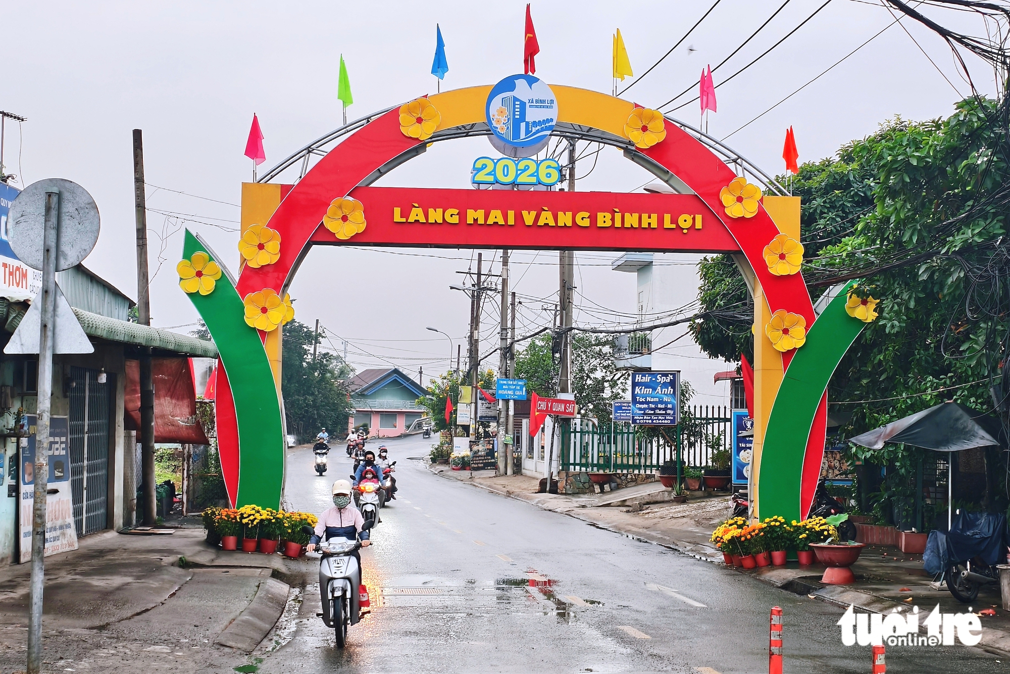 mai vàng - Ảnh 3.