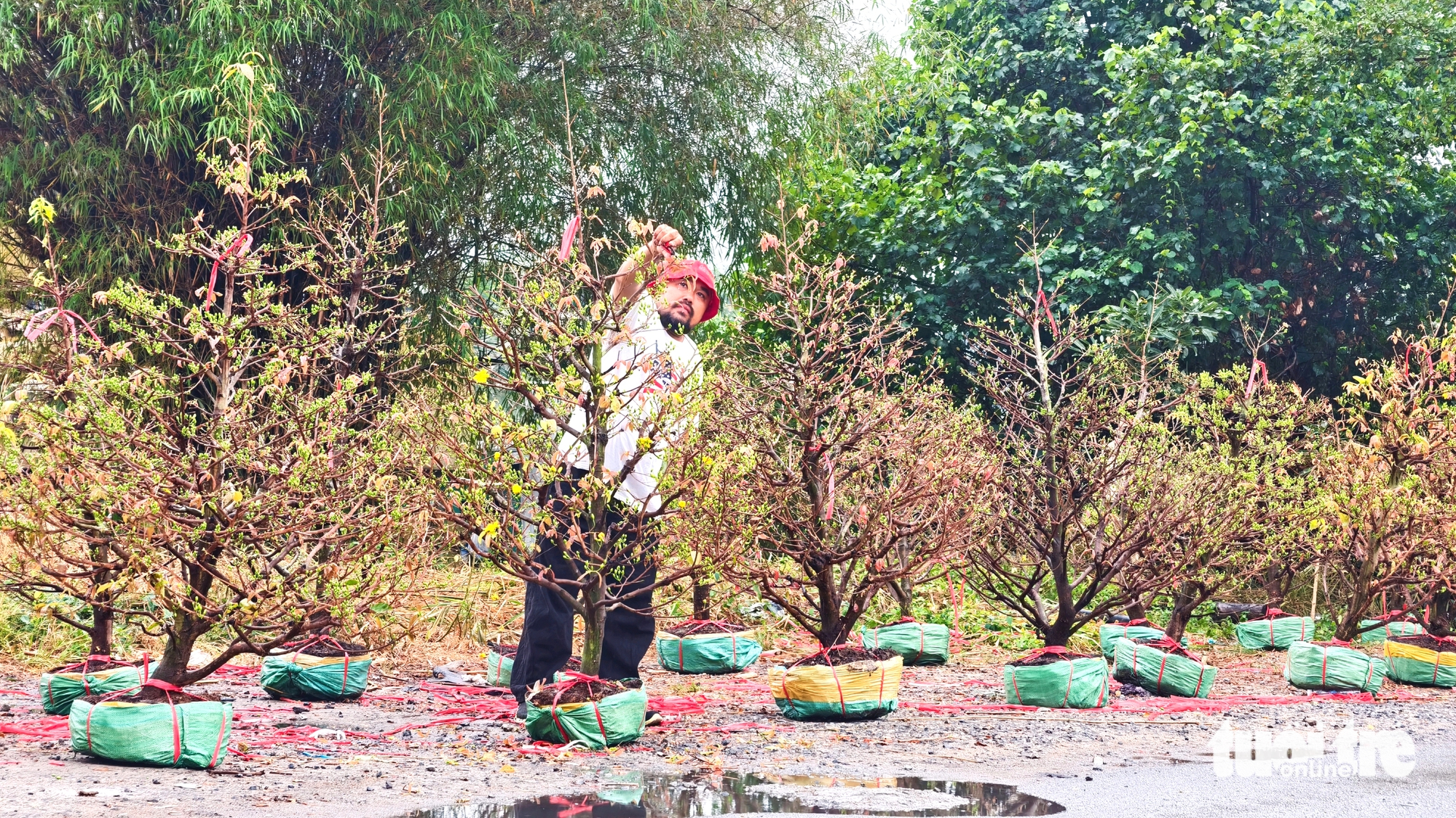 Nông dân làng mai Bình Lợi thấp thỏm chờ khách - Ảnh 5.