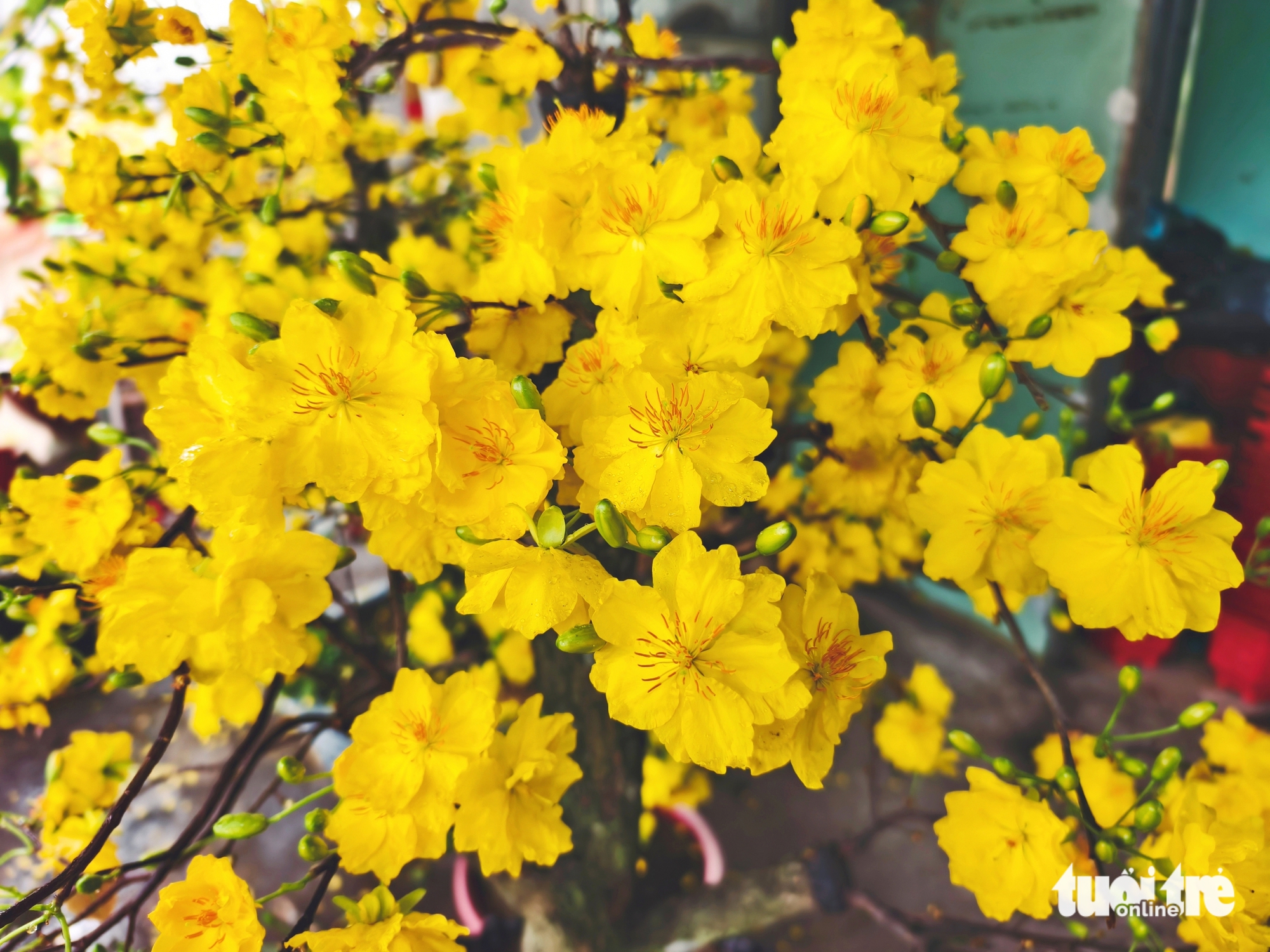 mai vàng - Ảnh 6.