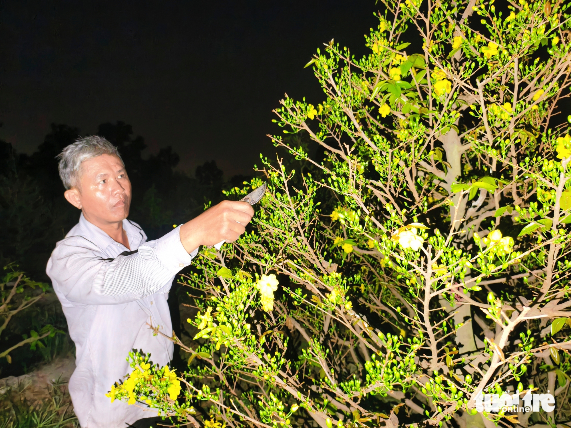 mai vàng - Ảnh 7.