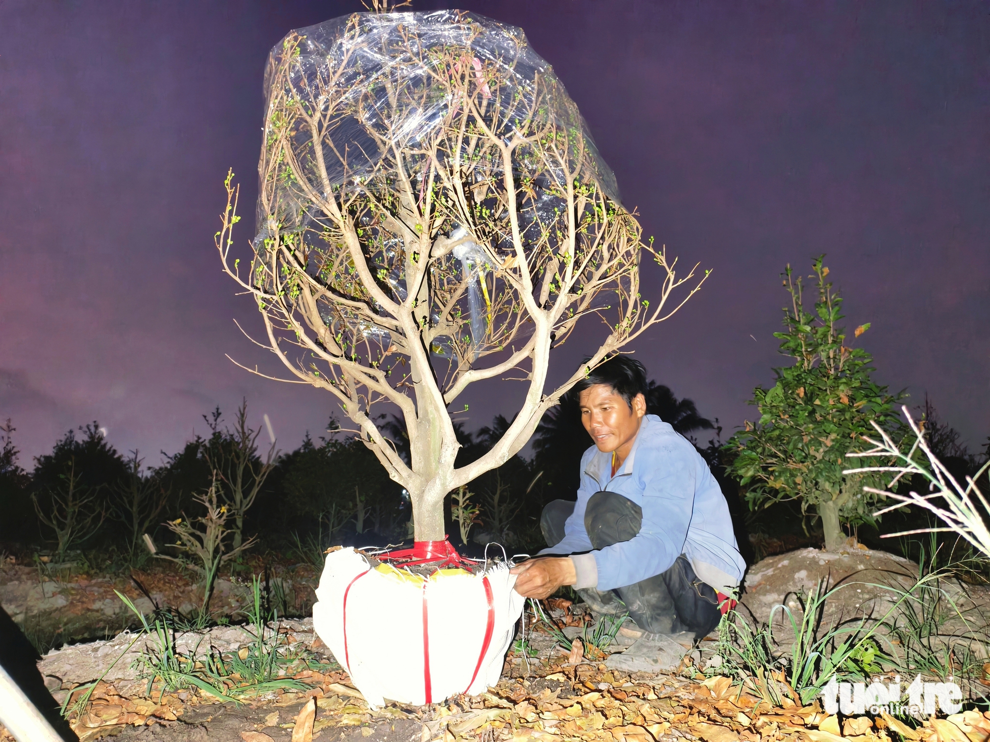 mai vàng - Ảnh 8.