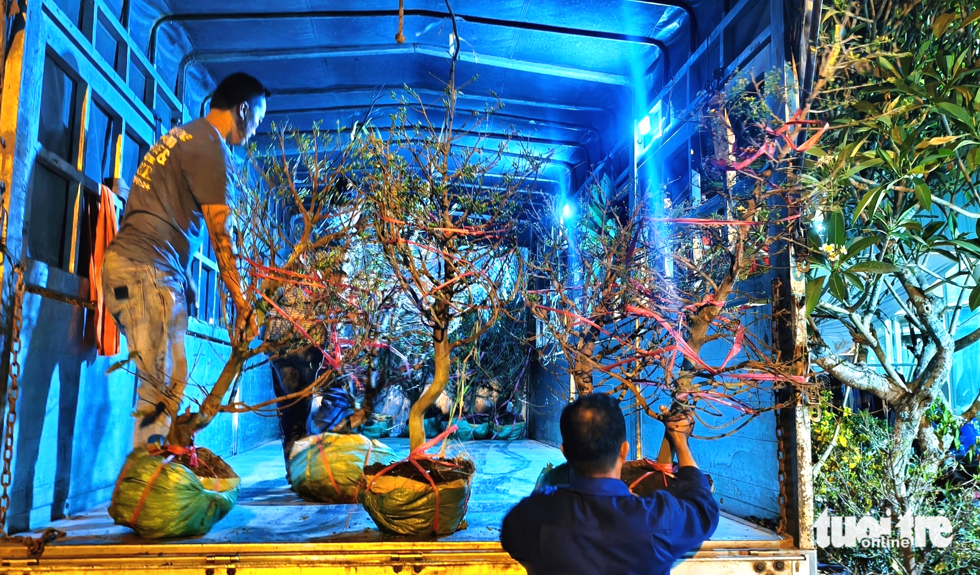 mai vàng - Ảnh 11.