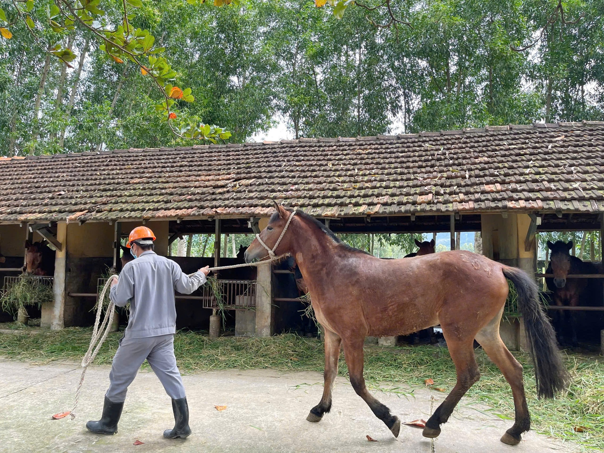 Trại ngựa cho huyết thanh cứu người - Ảnh 6.