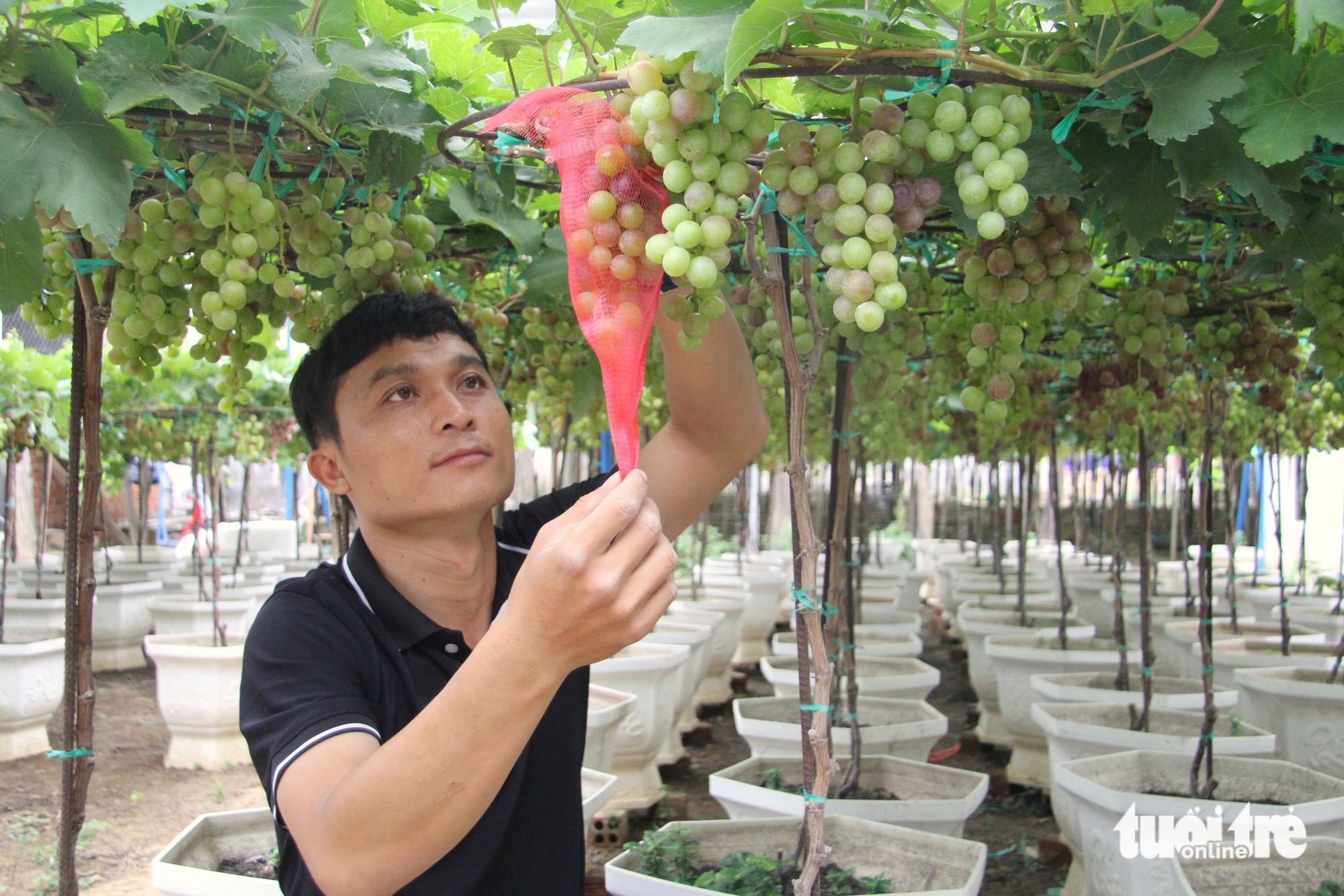 Nho cảnh Ninh Thuận 'trĩu lộc' đón Tết Bính Ngọ, nhà vườn tất bật giao khách - Ảnh 2.
