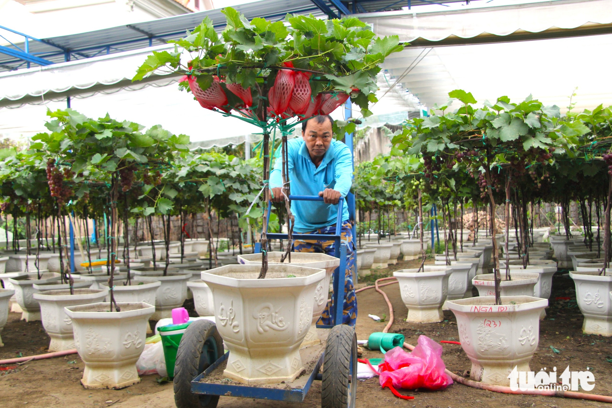 nho cảnh - Ảnh 6.