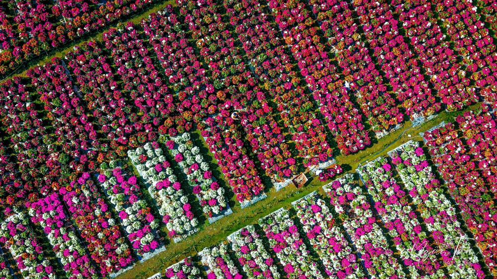 làng hoa giấy 11.jpg