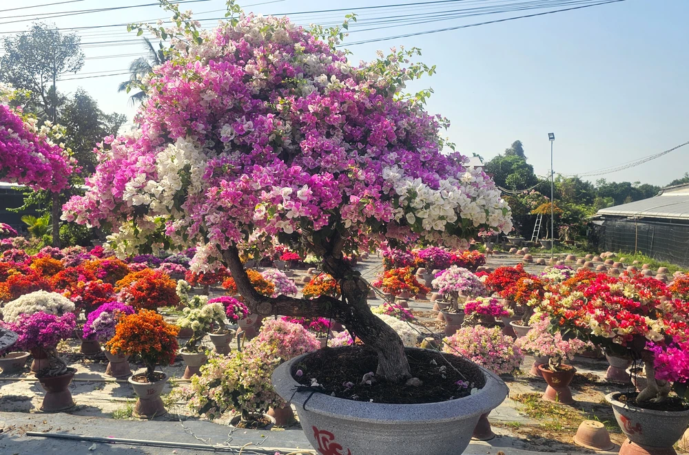 làng hoa giấy 21.jpg