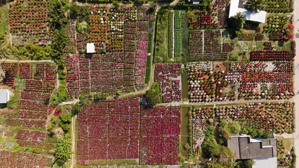 làng hoa giấy.jpg