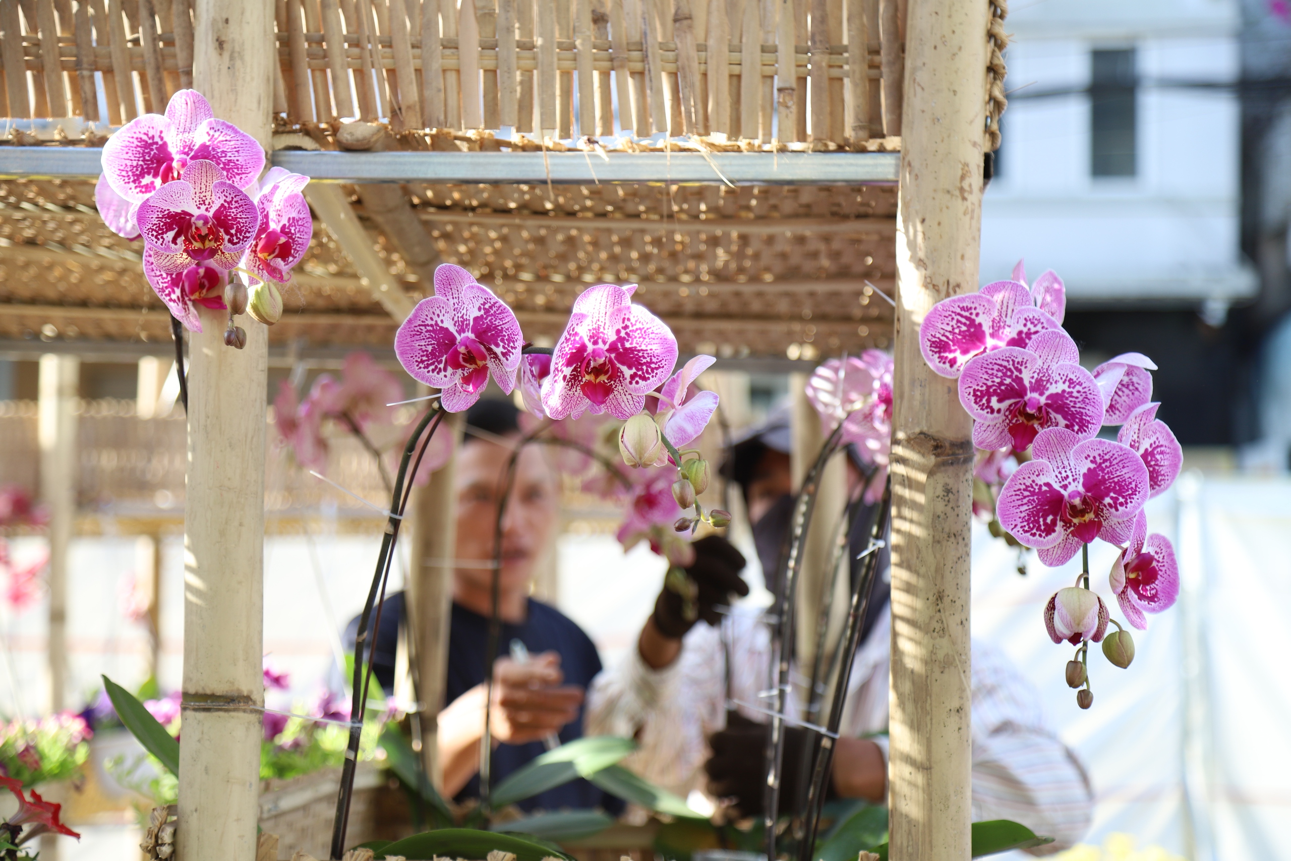 Đường hoa nghệ thuật - Ảnh 5.