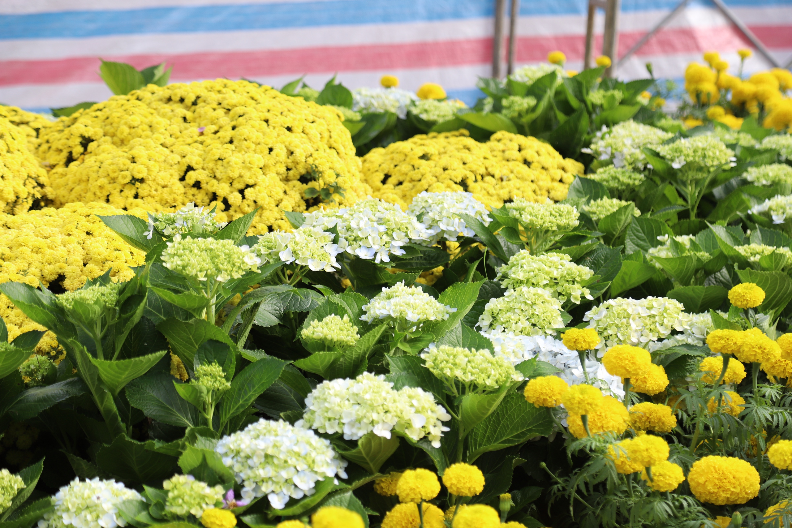 Ngắm đường hoa nghệ thuật Cần Thơ trước 'giờ G' - Ảnh 12.