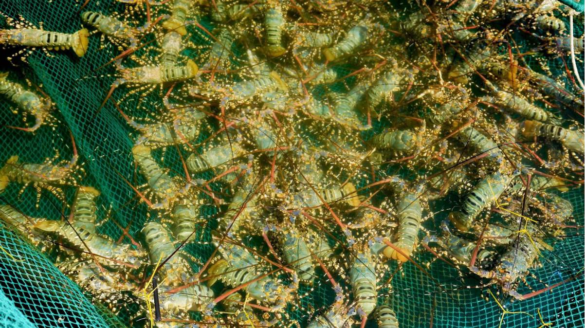 KLC Group “Viết tiếp câu chuyện Việt Nam” với khát vọng đưa thủy hải sản Việt ra bàn ăn thế giới- Ảnh 4.