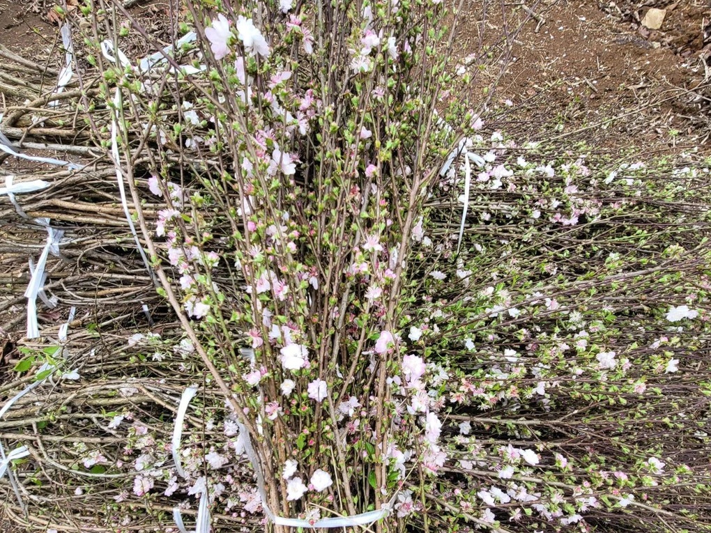 Loại hoa ly đắt đỏ cận Tết, giá tăng gần gấp đôi vẫn cháy hàng - 2