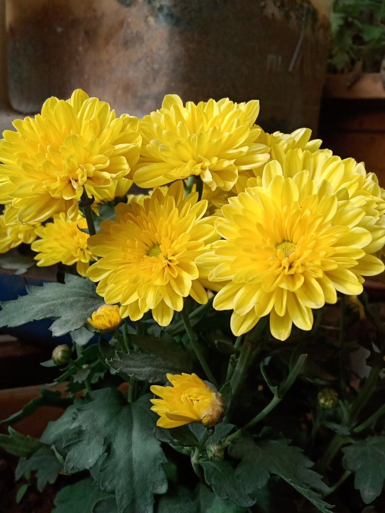 5 loại cây hút sạch độc tố, mời gọi tài lộc: Chưng trong nhà cực tốt- Ảnh 4.