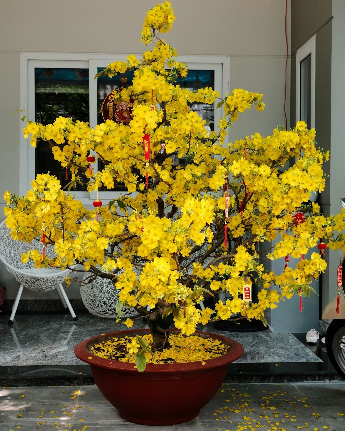 5 loại cây hút sạch độc tố, mời gọi tài lộc: Chưng trong nhà cực tốt- Ảnh 5.