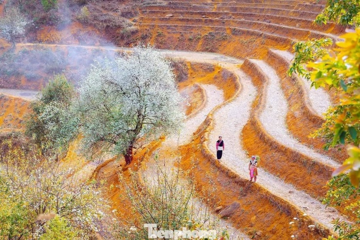 Theo ông Nguyễn Cao Cường - Chủ tịch Hợp tác xã du lịch cộng đồng Ngọc Chiến, hoa sơn tra bắt đầu nở từ tháng 2, khi mùa xuân gõ cửa núi rừng. Đến khoảng giữa tháng 3, hoa nở rộ nhất, trắng kín các sườn đồi. “Hoa sơn tra không rực rỡ, kiêu sa, nhưng lại mang vẻ đẹp dung dị, mộc mạc, giống như con người Mông ở đây - bền bỉ, kiên cường giữa núi cao gió lớn”, ông Cường chia sẻ.