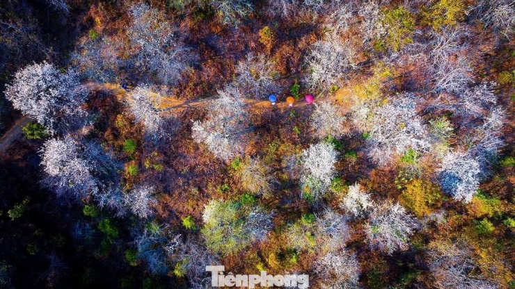 Chị Hoài Thương nói thêm, con đường đến Nậm Nghẹp còn nhiều gian nan, nhưng với những người yêu vùng cao, yêu hoa sơn tra, trở ngại đó không thể cản bước chân muốn trải nghiệm, khám phá.