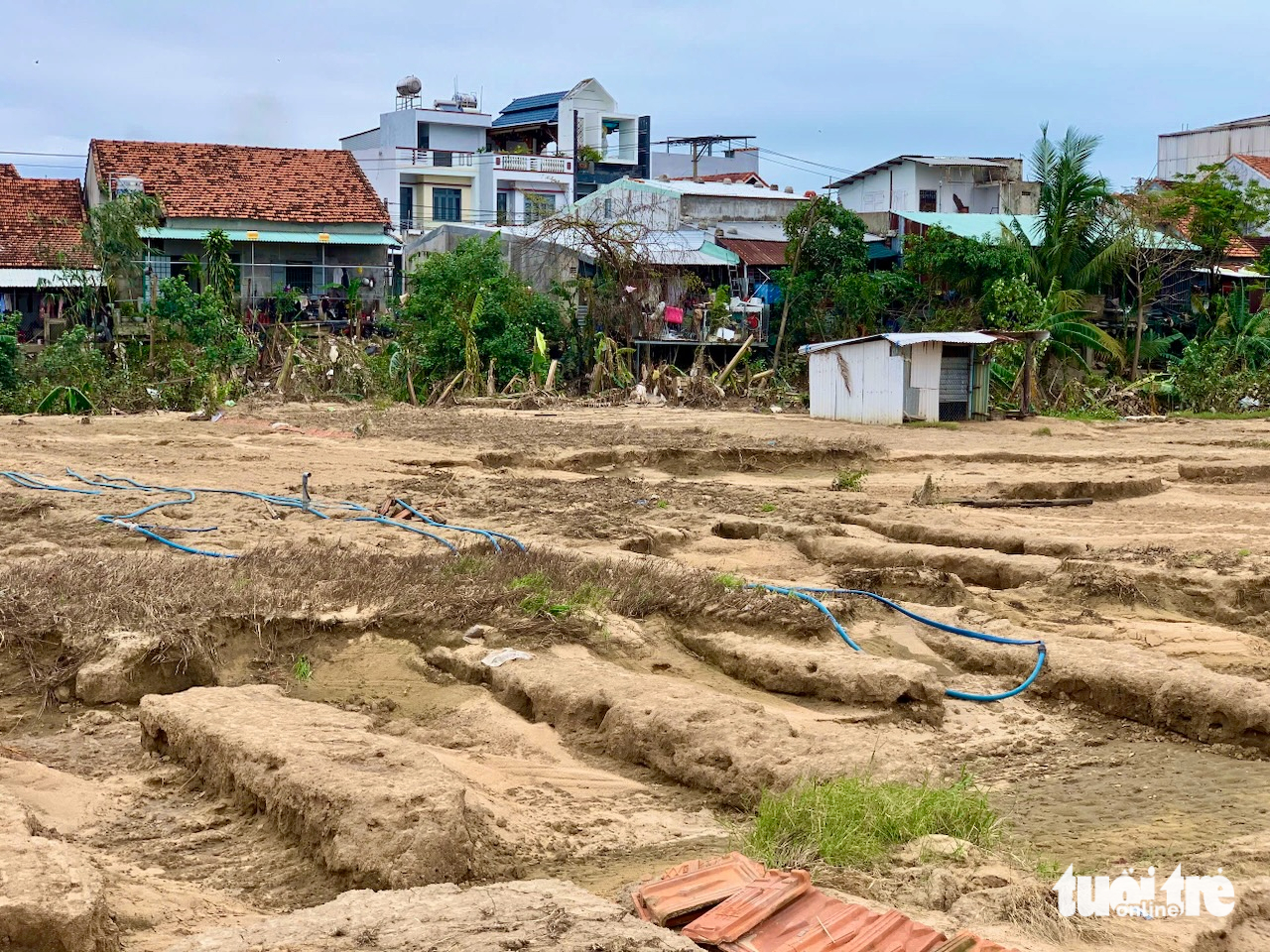 Sau lũ lịch sử, làng hoa Ngọc Lãng Tuy Hòa kịp bung nở đón xuân - Ảnh 3.