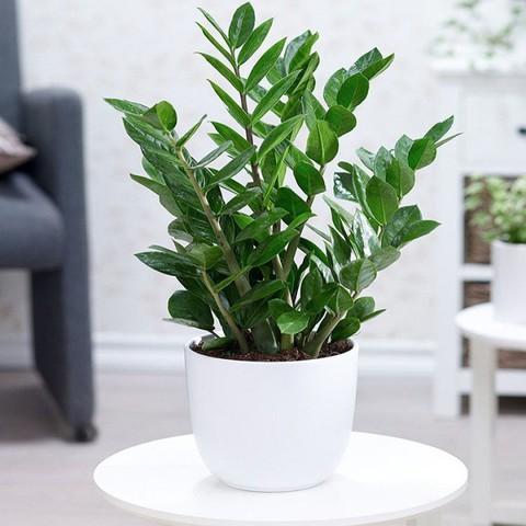 3 loại cây nhất định phải có trong nhà dịp Tết Bính Ngọ: Đỉnh cao hút may mắn, tài lộc- Ảnh 4.