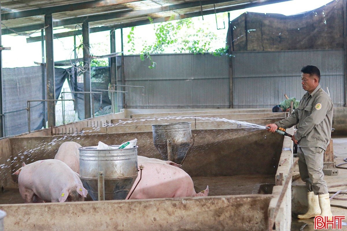 Sau cú trắng tay, chủ trang trại Hà Tĩnh xây 'kho bạc' giữa đồi hoang: Sở hữu 7 vạn gốc 'nhân sâm cho người nghèo' đang chờ bán- Ảnh 3.