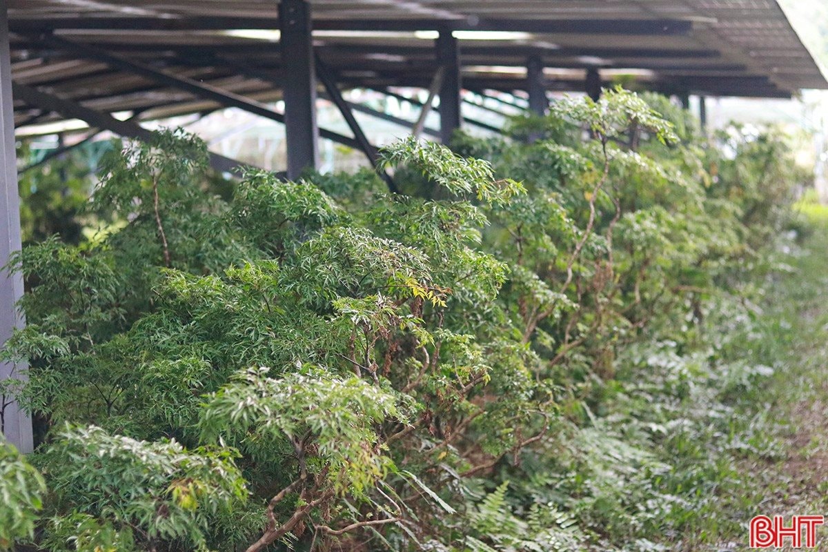 Sau cú trắng tay, chủ trang trại Hà Tĩnh xây 'kho bạc' giữa đồi hoang: Sở hữu 7 vạn gốc 'nhân sâm cho người nghèo' đang chờ bán- Ảnh 4.