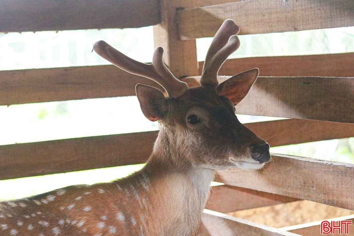 Sau cú trắng tay, chủ trang trại Hà Tĩnh xây 'kho bạc' giữa đồi hoang: Sở hữu 7 vạn gốc 'nhân sâm cho người nghèo' đang chờ bán- Ảnh 6.