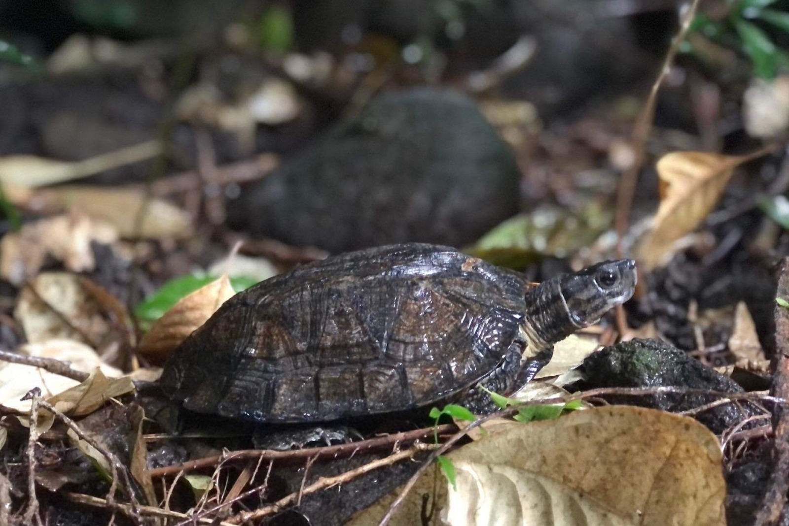 Cận Tết 2026: Nhà có 6 điều này báo hiệu điềm lành, vận khí khởi sắc- Ảnh 3. Cận Tết 2026: Nhà có 6 điều này báo hiệu điềm lành, vận khí khởi sắc- Ảnh 3.