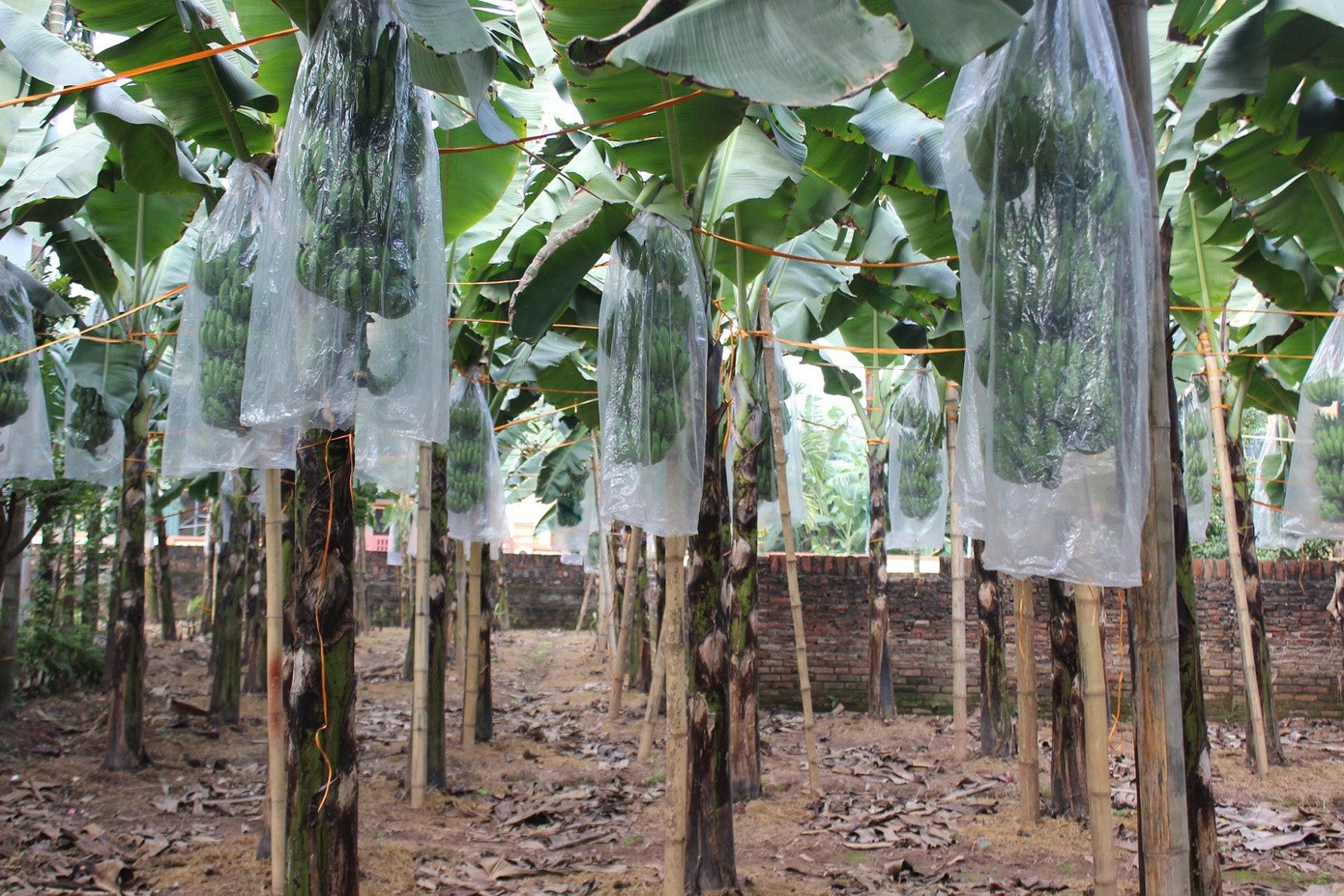 Chuối tiêu vào vụ Tết, buồng đẹp có giá tiền triệu- Ảnh 2.