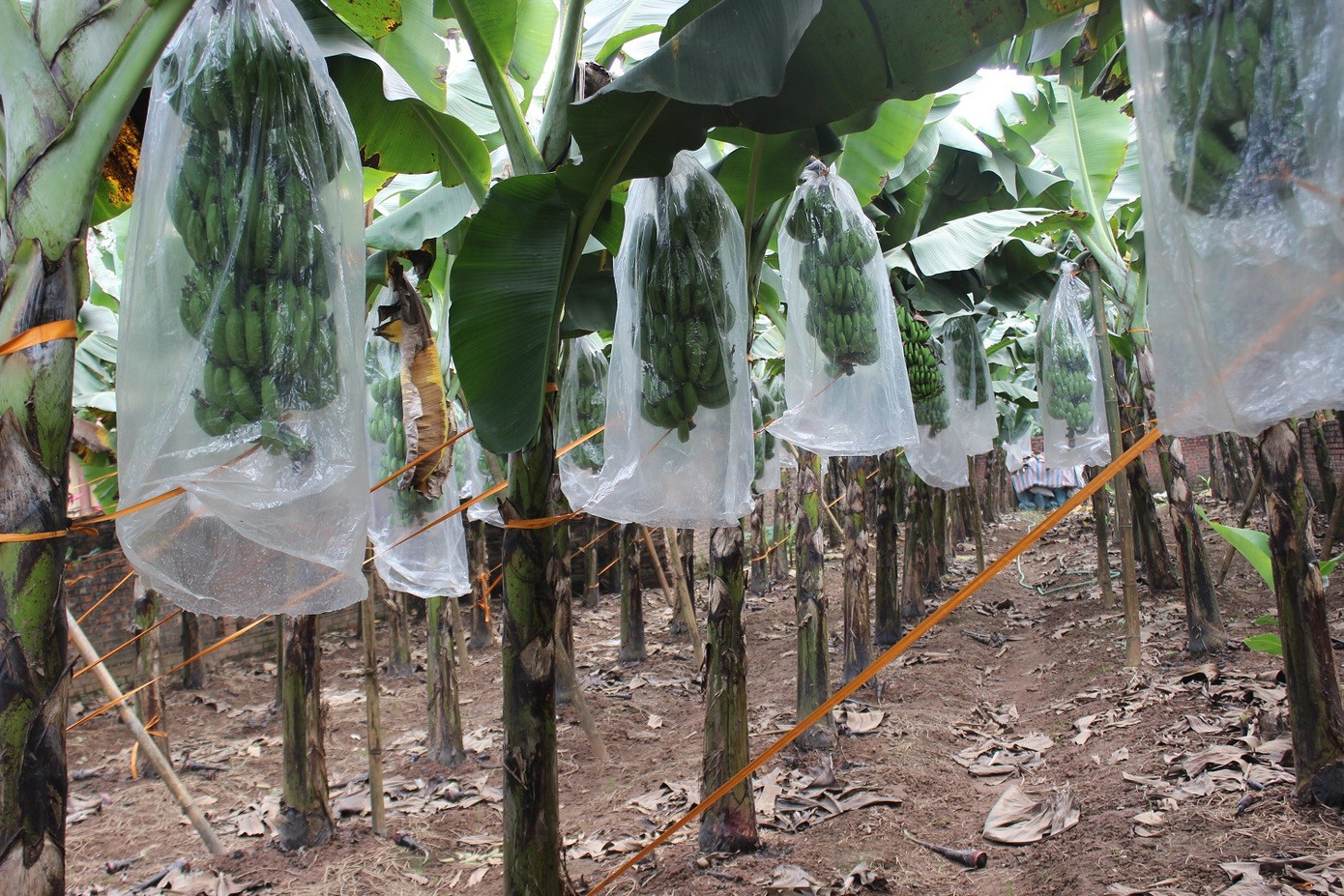 Chuối tiêu vào vụ Tết, buồng đẹp có giá tiền triệu- Ảnh 3.