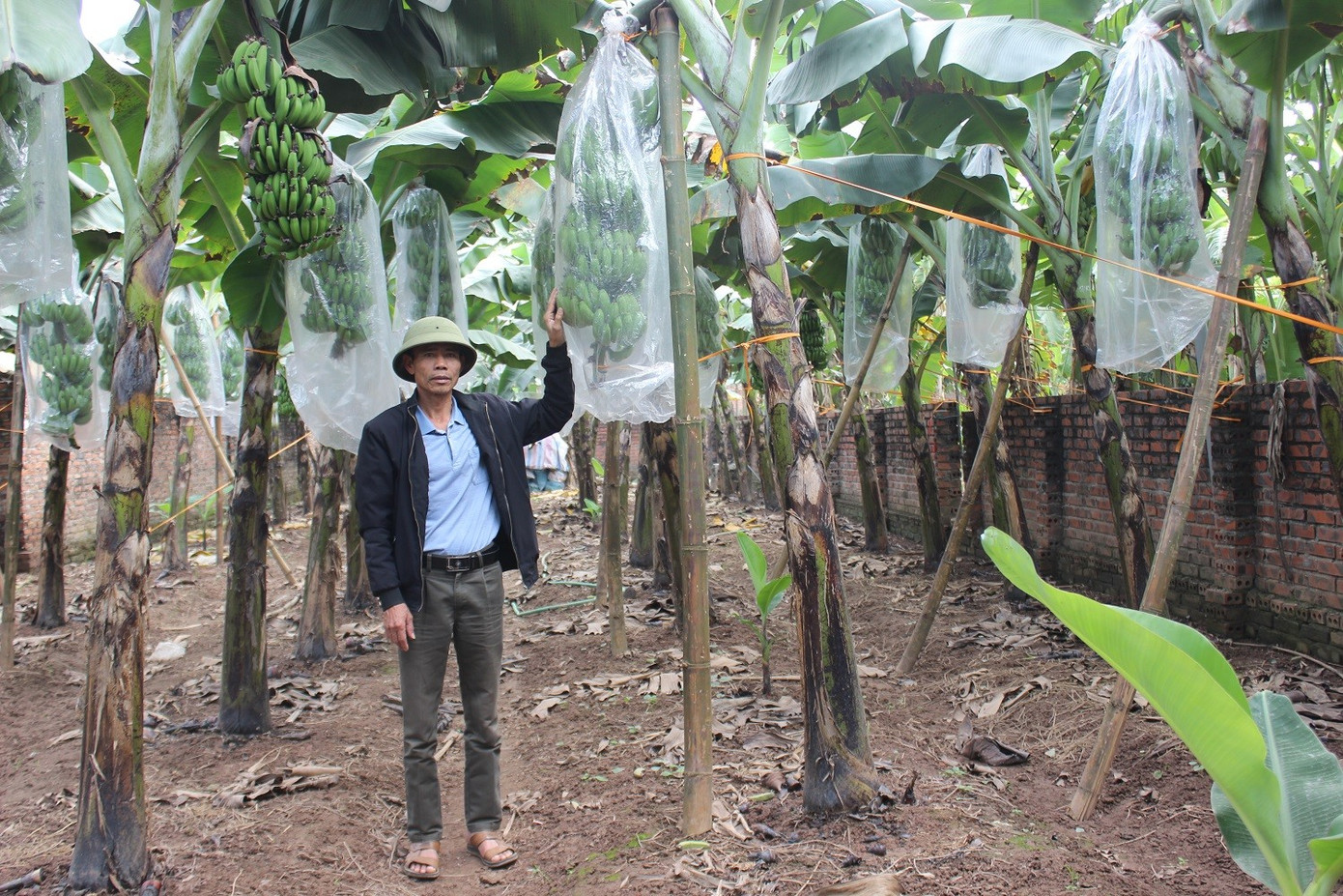 Chuối tiêu vào vụ Tết, buồng đẹp có giá tiền triệu- Ảnh 4.