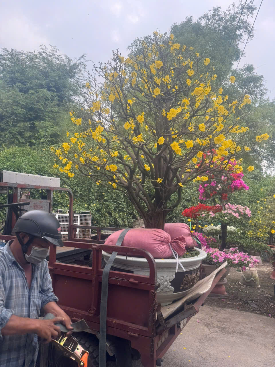 Dịch vụ cho thuê mai Tết 2026 gặp khó khăn vì cạnh tranh mai giá rẻ - Ảnh 2. Dịch vụ cho thuê mai Tết 2026 gặp khó khăn vì cạnh tranh mai giá rẻ - Ảnh 2.