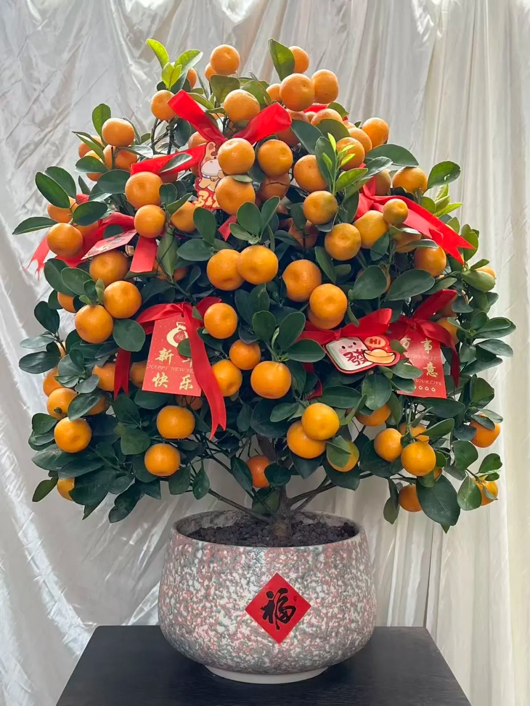 Chưa rinh chậu quất này coi như Tết vơi đi một nửa: Nhỏ thôi nhưng 