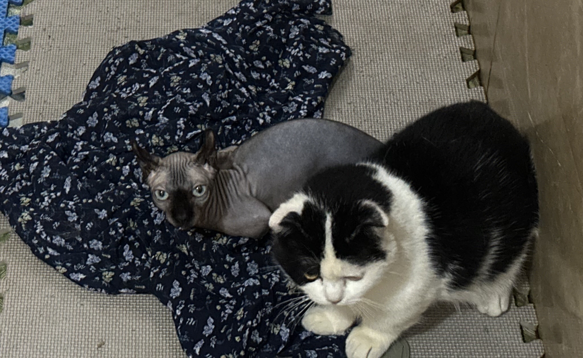 Khách sạn chó mèo "cháy phòng" dịp Tết , chủ chi tiền triệu gửi thú cưng 3 Khách sạn chó mèo