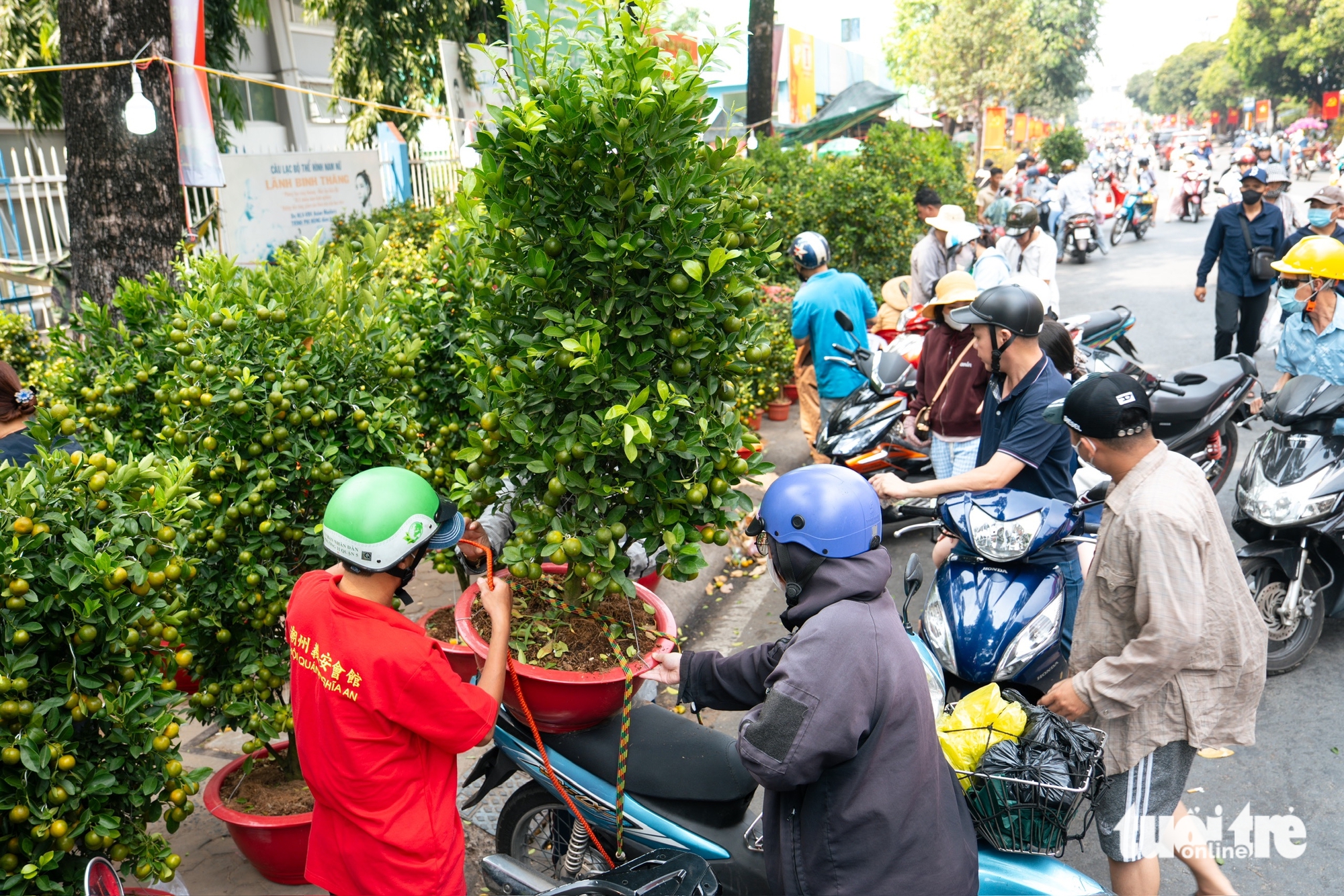 hoa Tết - Ảnh 14.