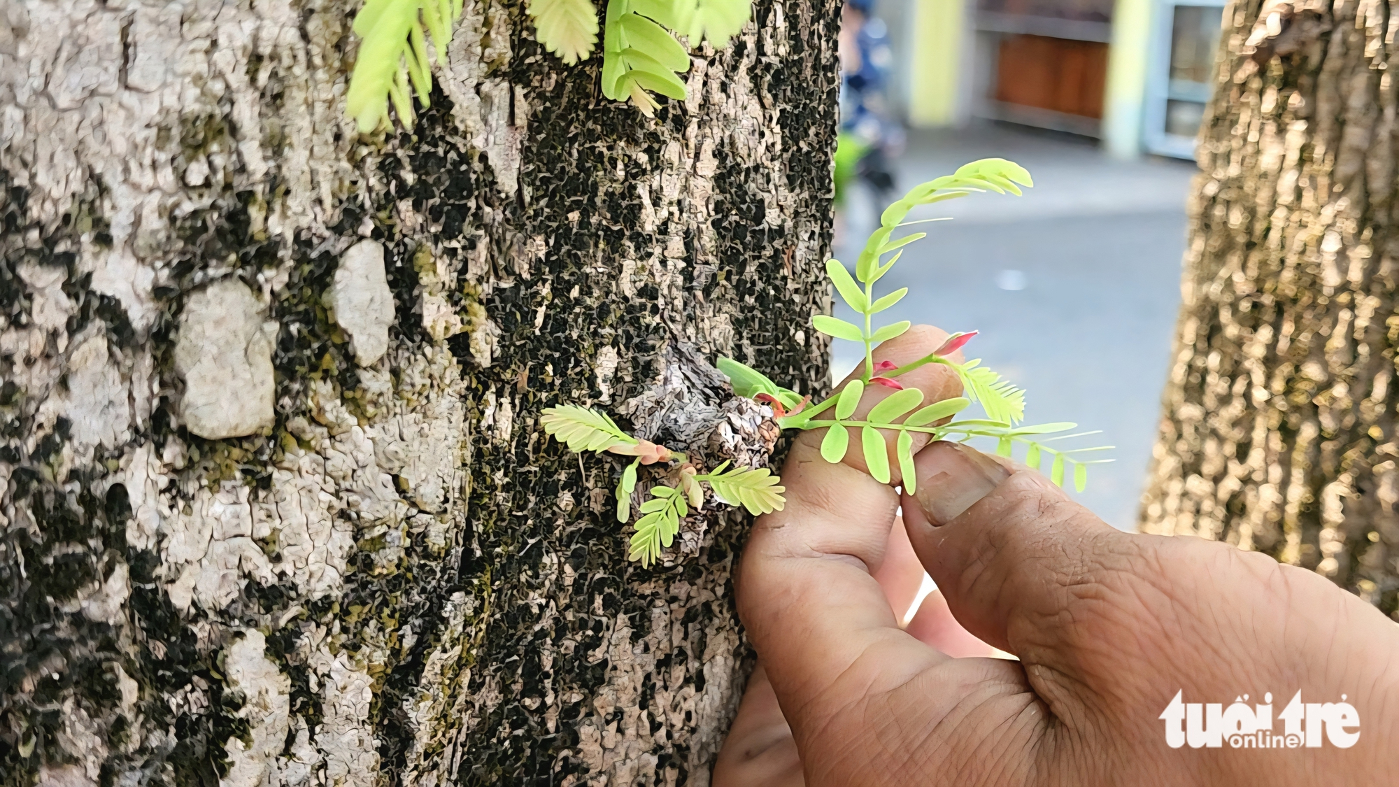 Long Xuyên - Ảnh 5.