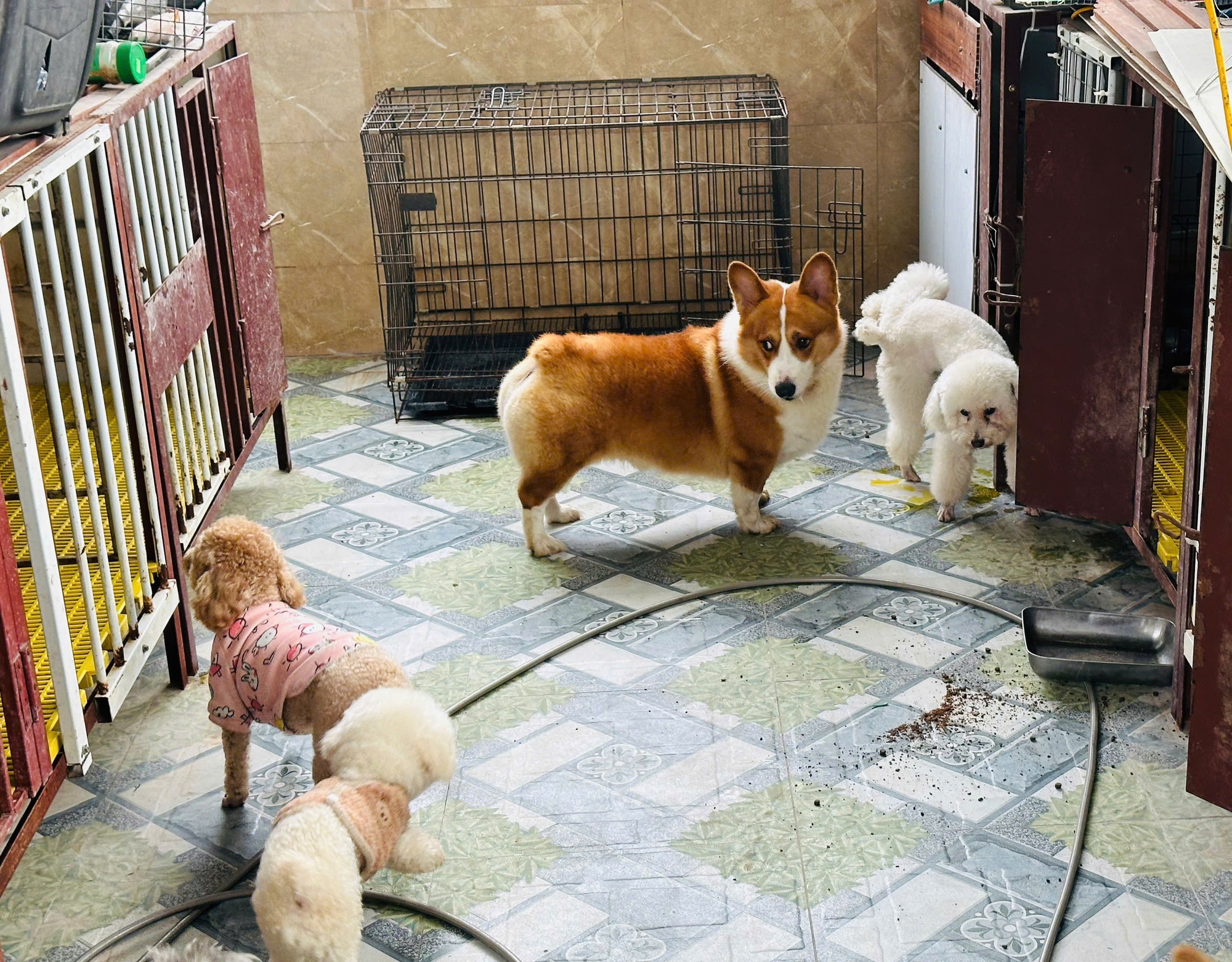 Khách sạn chó mèo 