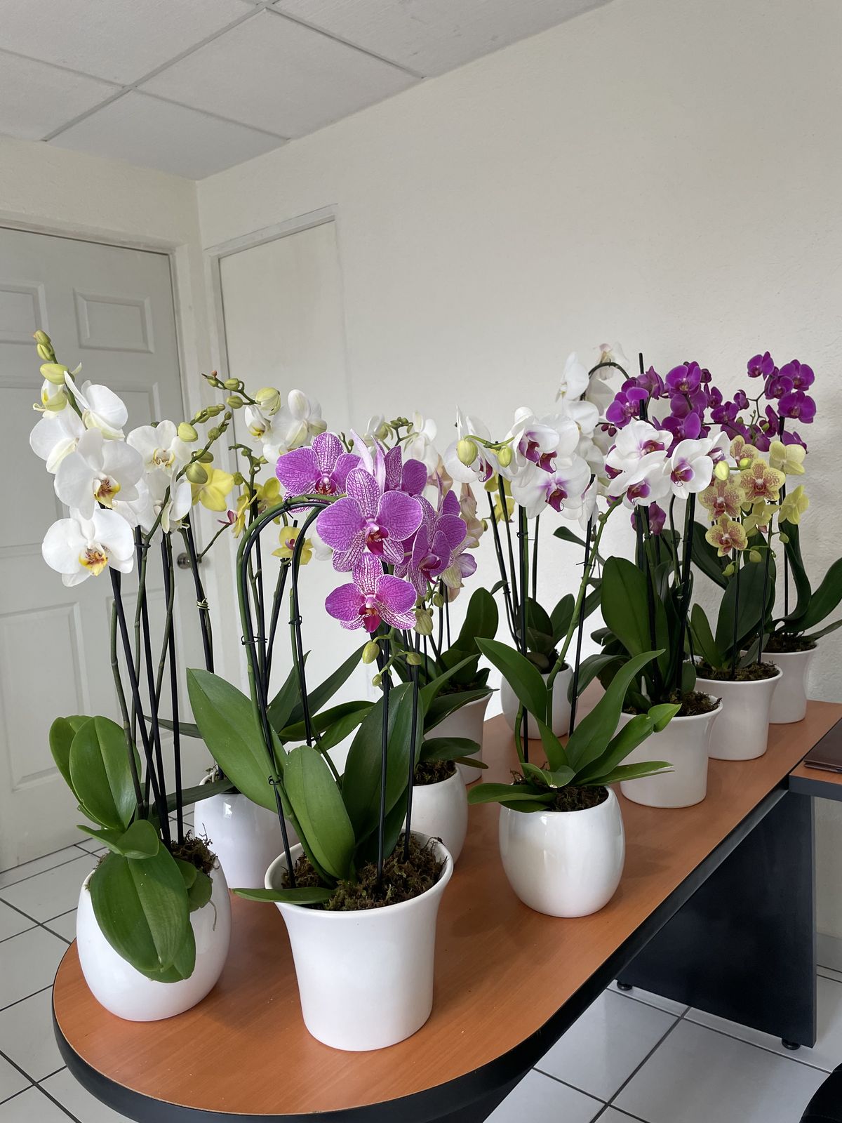 Tự nhiên Tết năm nay, người ta lại thi nhau mua một loại hoa có cái tên cực mỹ miều đi biếu tặng, vừa có gu vừa tinh tế- Ảnh 6.