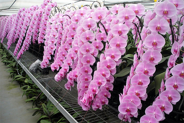 Tự nhiên Tết năm nay, người ta lại thi nhau mua một loại hoa có cái tên cực mỹ miều đi biếu tặng, vừa có gu vừa tinh tế- Ảnh 8.