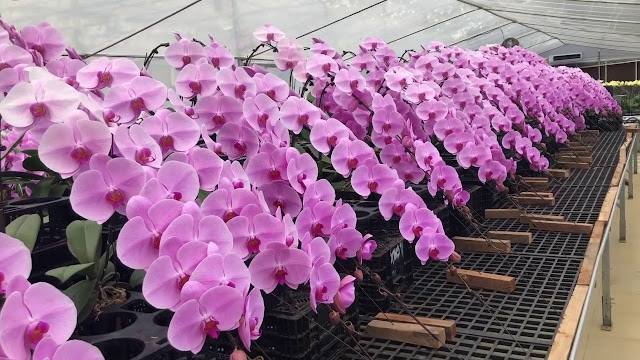 Tự nhiên Tết năm nay, người ta lại thi nhau mua một loại hoa có cái tên cực mỹ miều đi biếu tặng, vừa có gu vừa tinh tế- Ảnh 10.