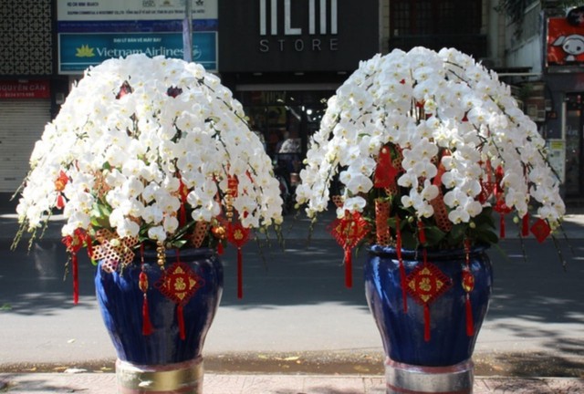 Tự nhiên Tết năm nay, người ta lại thi nhau mua một loại hoa có cái tên cực mỹ miều đi biếu tặng, vừa có gu vừa tinh tế- Ảnh 11.